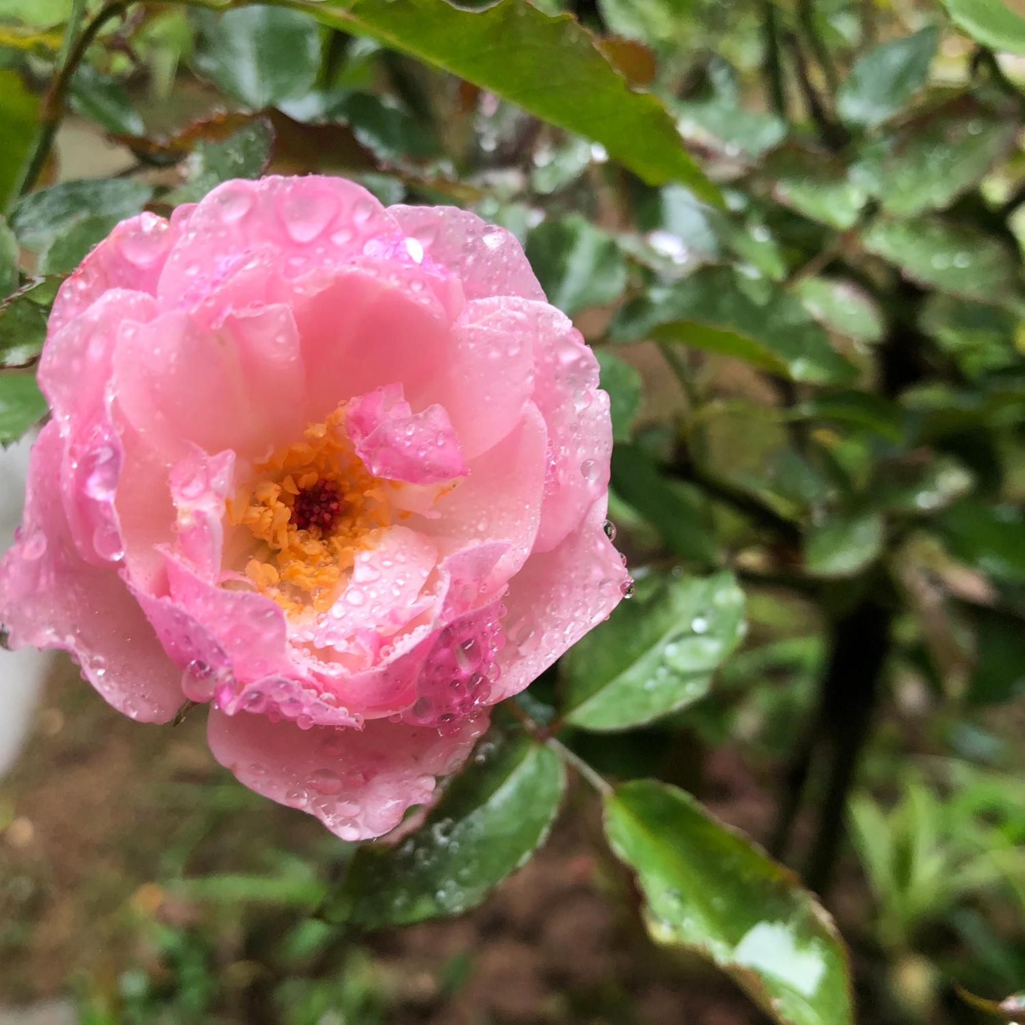 Trang An Moon Garden Homestay Νιν Μπιν Εξωτερικό φωτογραφία